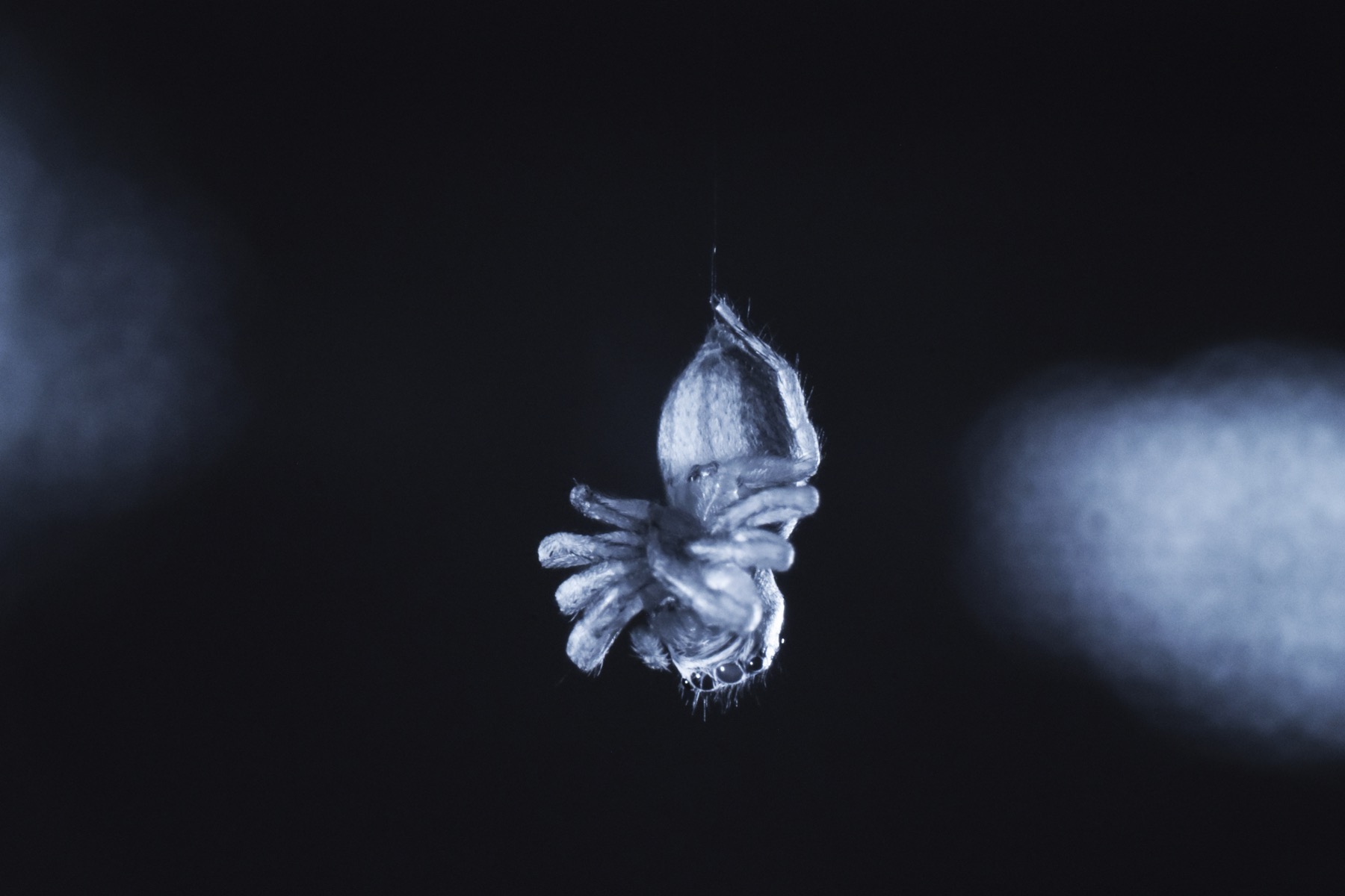 a black and white ghostly image of a jumping spider hanging by a thin silk strand in a sleep-like state