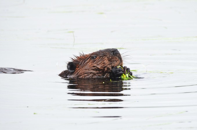 American beaver swimming with head out of water