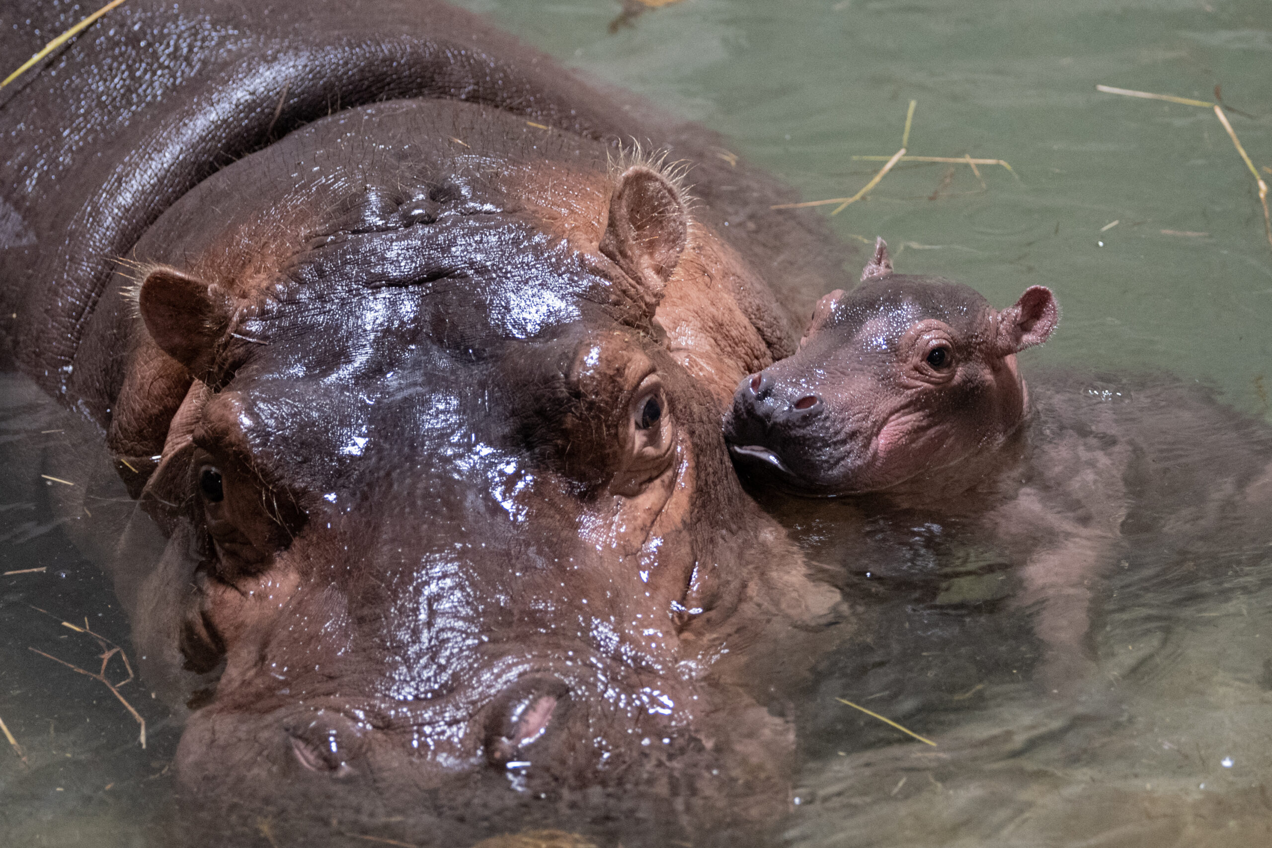 Fiona the Hippo has an adorable new baby brother | Popular Science