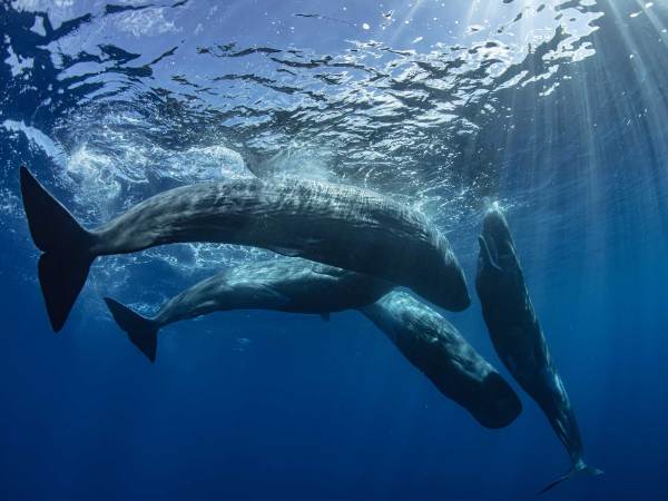 High-tech buoys with underwater microphones could save sperm whales from ship collisions