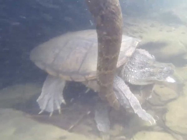 Snapping turtle brutally takes down a water snake on camera