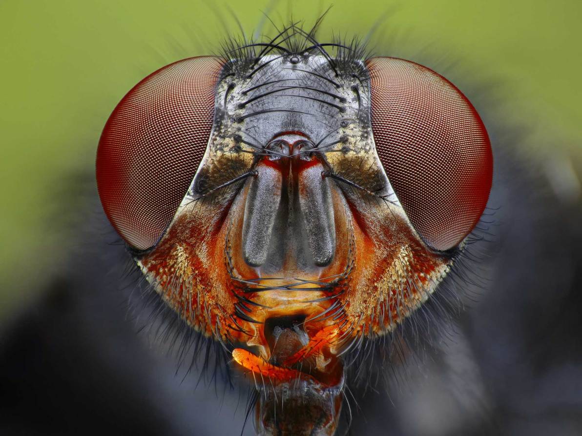 Why swatting flies is so hard | Popular Science