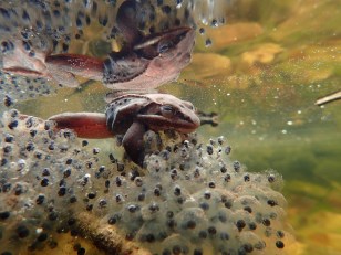 2022 nature photography winners from BMC journal | Popular Science