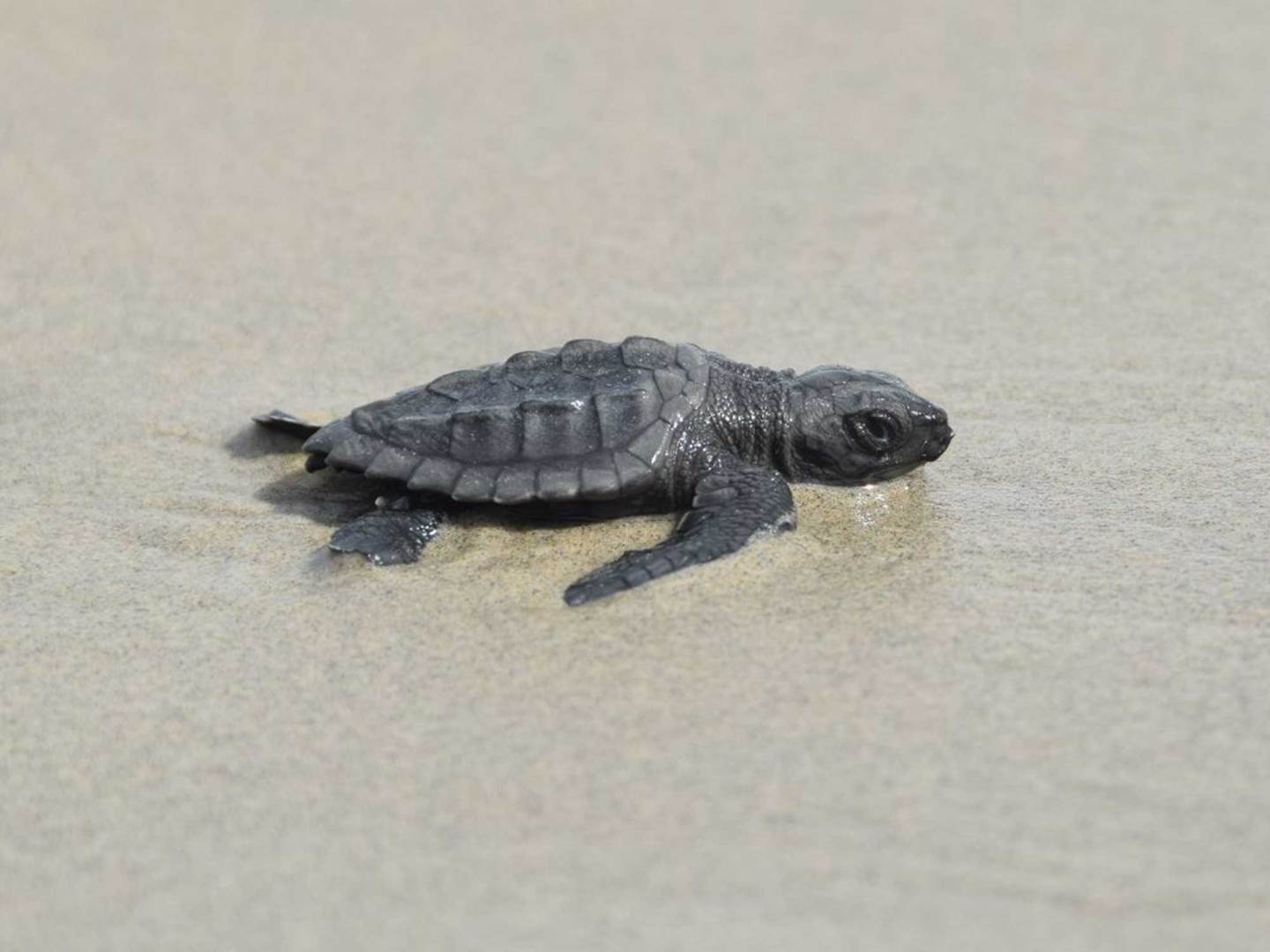 'World's most endangered' sea turtle nests in Louisiana | Popular Science