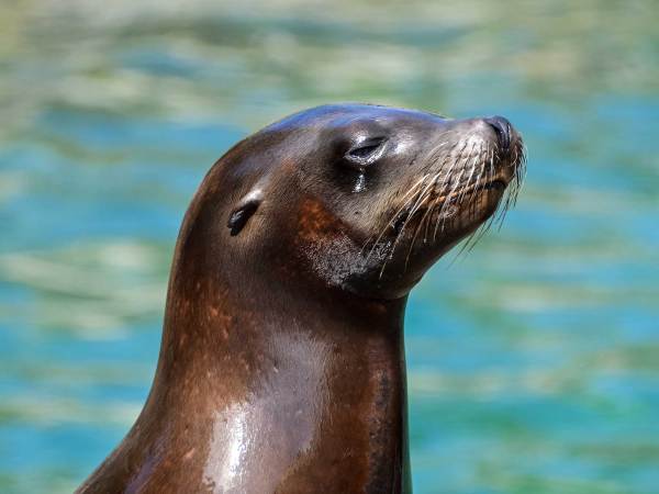 Seal-spooking tech could help protect endangered salmon