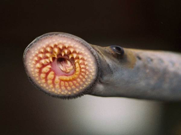 Why sea lampreys are going to be a bigger problem for the Great Lakes