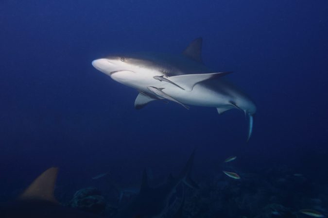 In a rare, fatal shark attack, tourist killed in the Bahamas