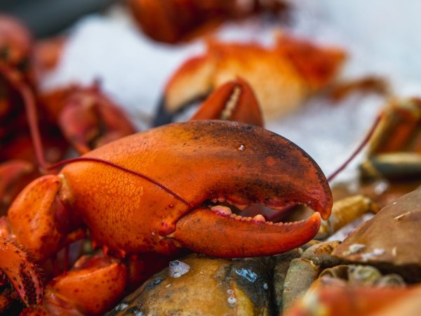 A cooked lobster claw.