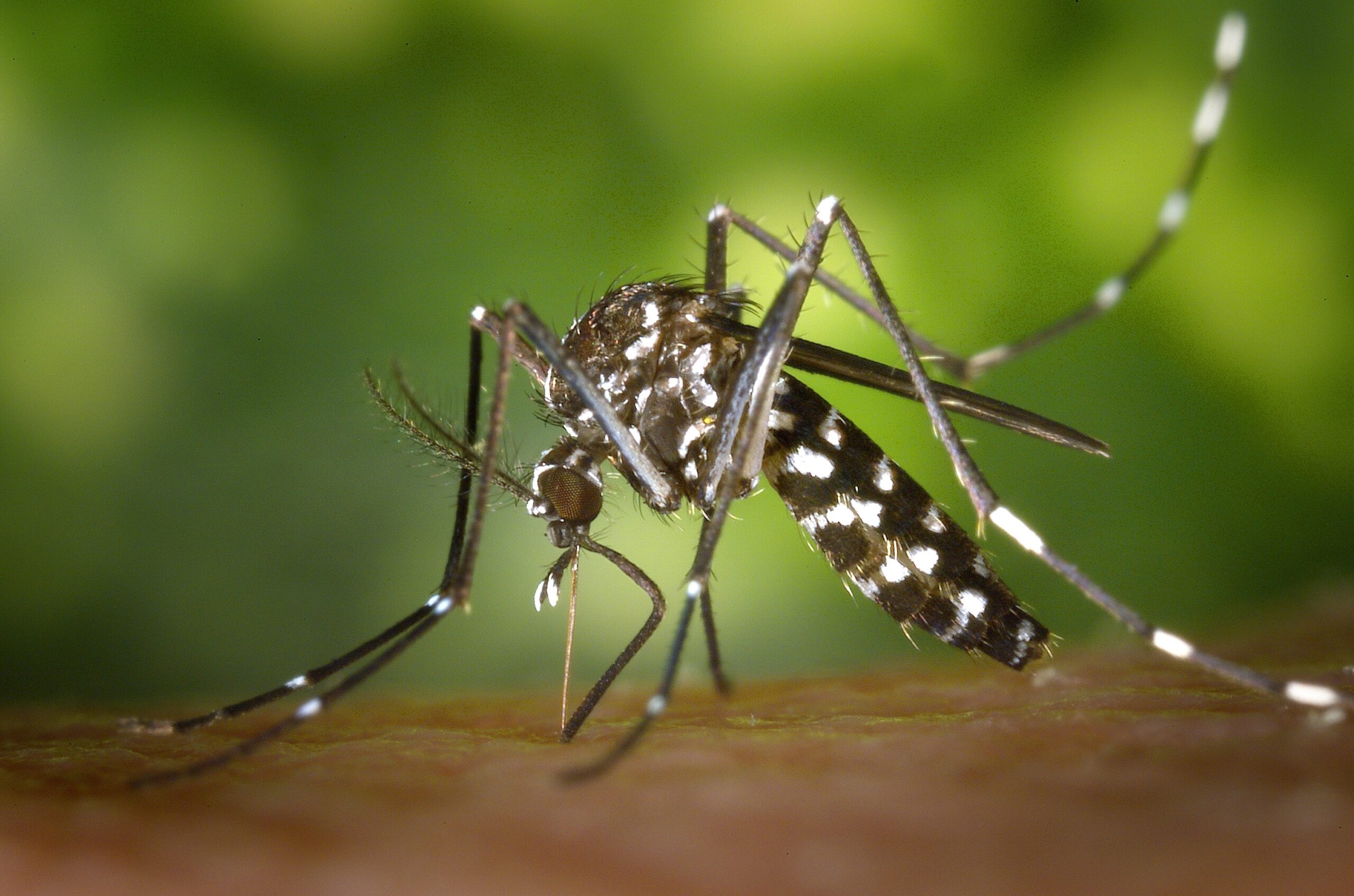 Up close image of mosquito.