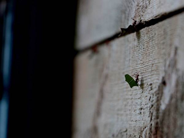 How ants crawl on walls and defy gravity