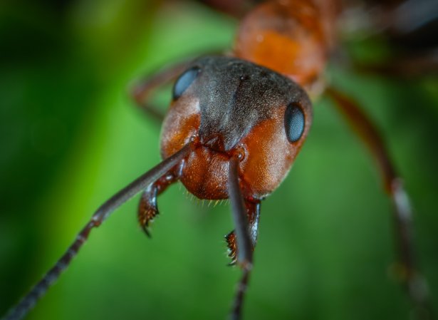 How many ants are there on Earth? Thousands of billions.