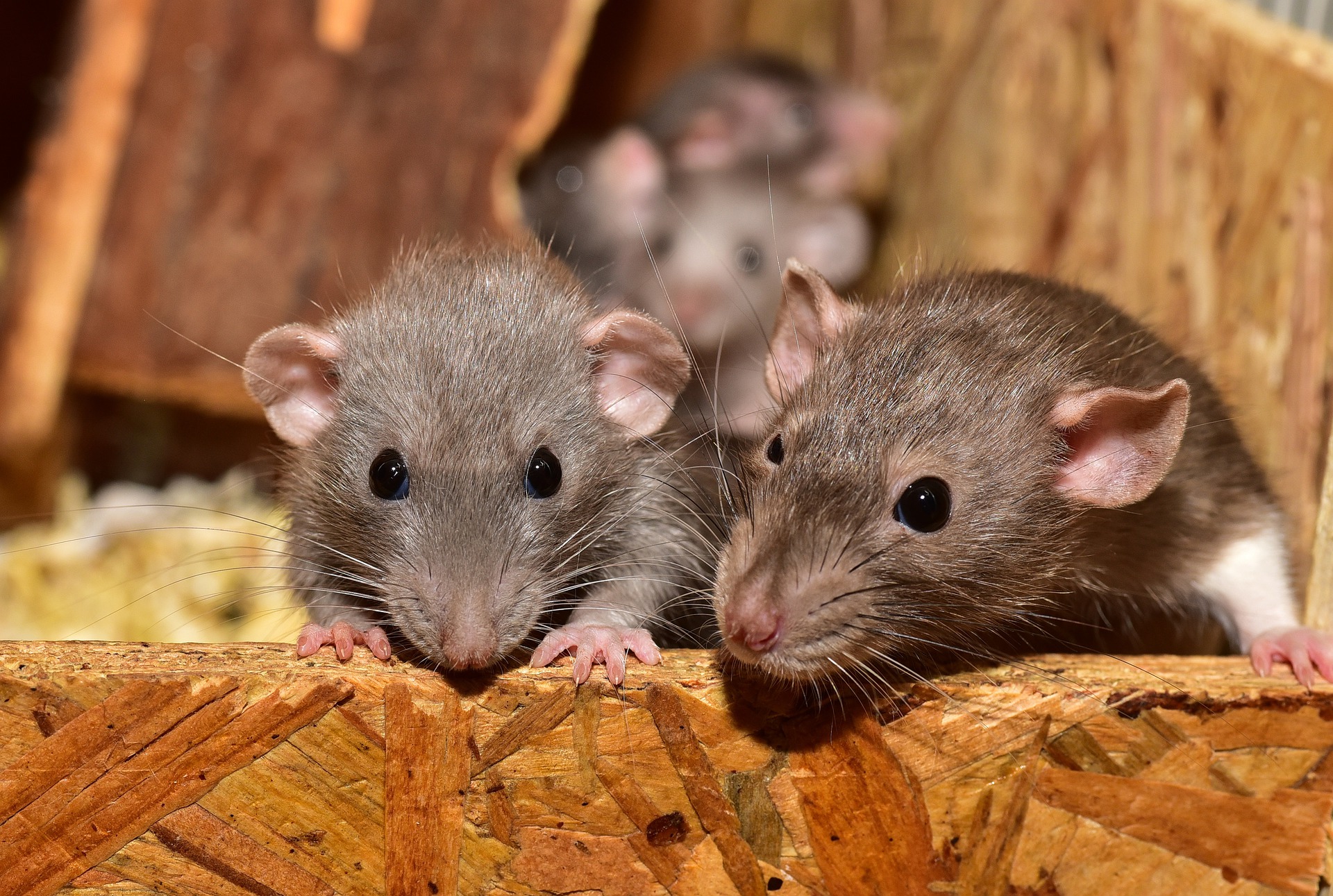 two rats peeking over a ledge