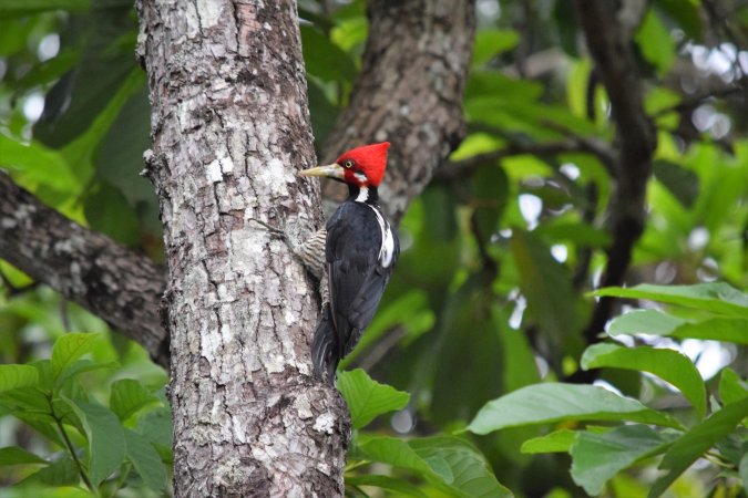 For woodpeckers, dropping beats could be the same as singing