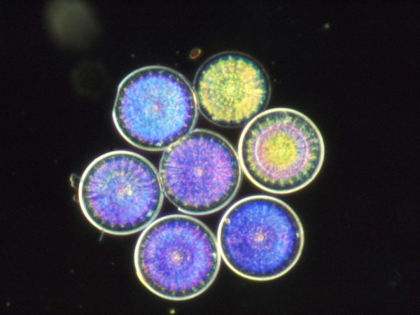 Diatoms