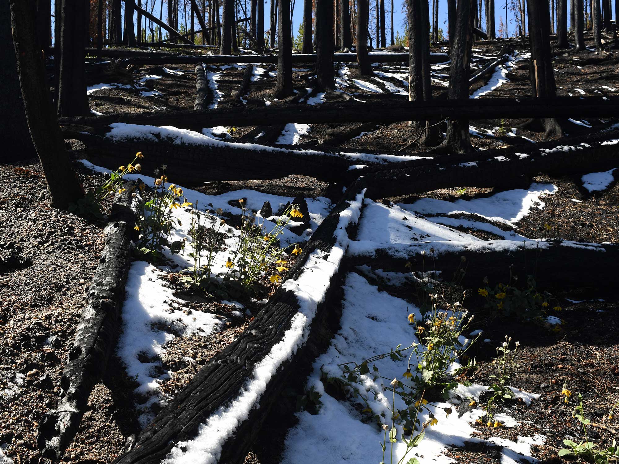 Winter in a fashion Burnt Landscape