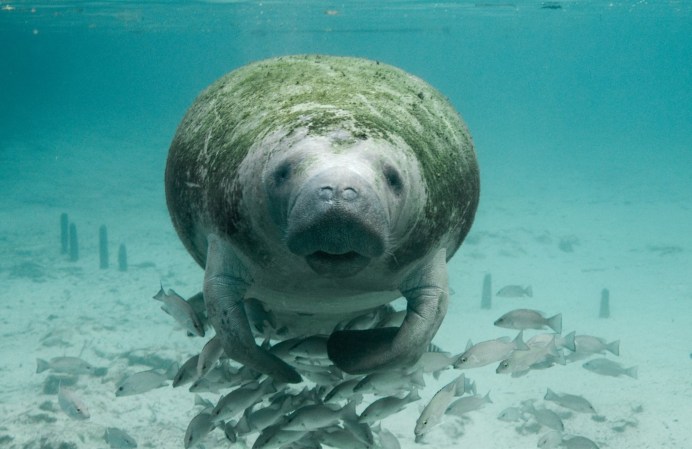 Florida’s aquatic animals prepare early for storms like Hurricane Idalia