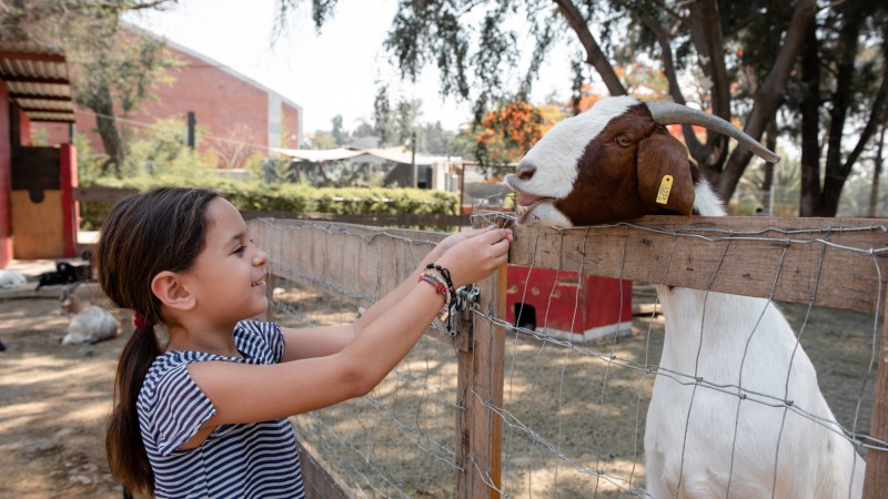 A young girl feeding a brown-and-white goat over a wire fence on a farm.