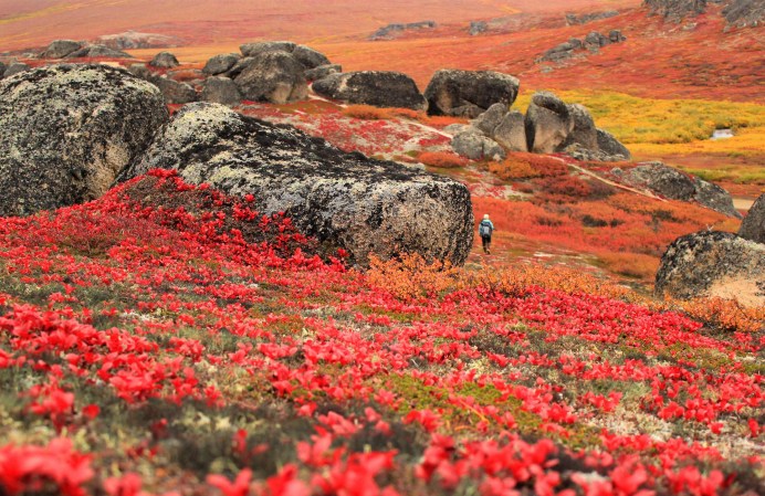 A person in the distance walks through fields of bright red, orange, and yellow leaves