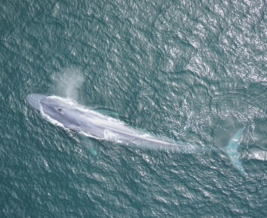 How do blue whales find food? They check the weather.