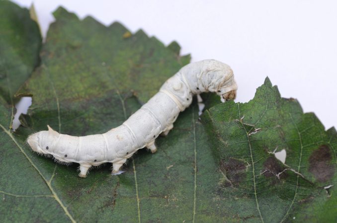 Silkworms like the one seen here spin cocoons of silk.