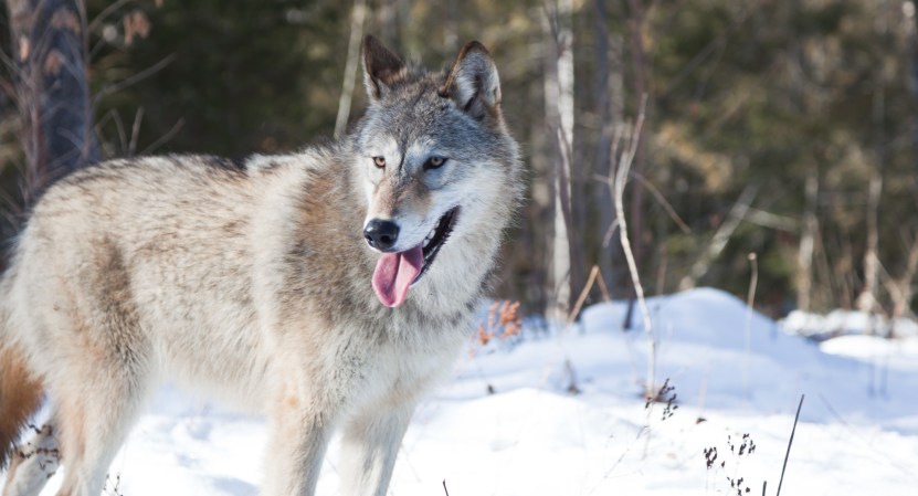Despite longer hunting seasons, Idaho’s wolf population could be holding steady