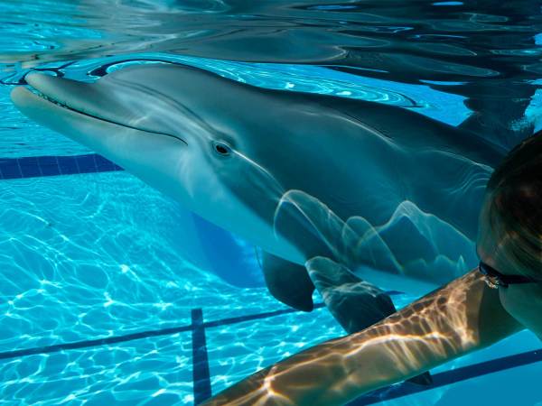 Who wants to swim with robot dolphins? More people than you may think.