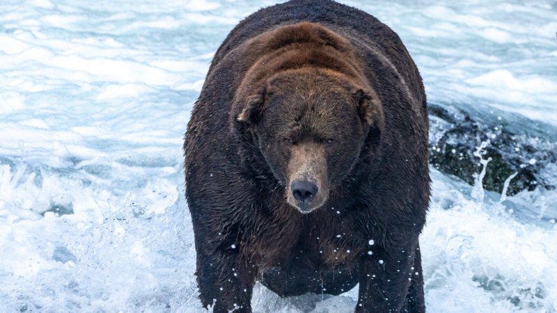 At 1,400 pounds, Bear Force One wins this year’s Fat Bear Week showdown