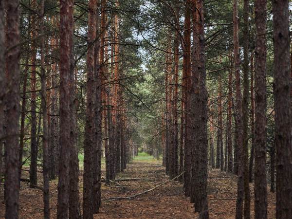 Why planting new forests could do more harm than good