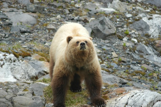 Animals notice—and adapt—when humans are in national parks