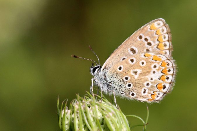 Endangered species Karner blue butterfly on a flower bud