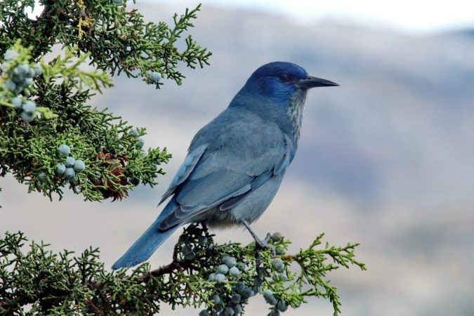 This beautiful jay holds together a unique Western ecosystem