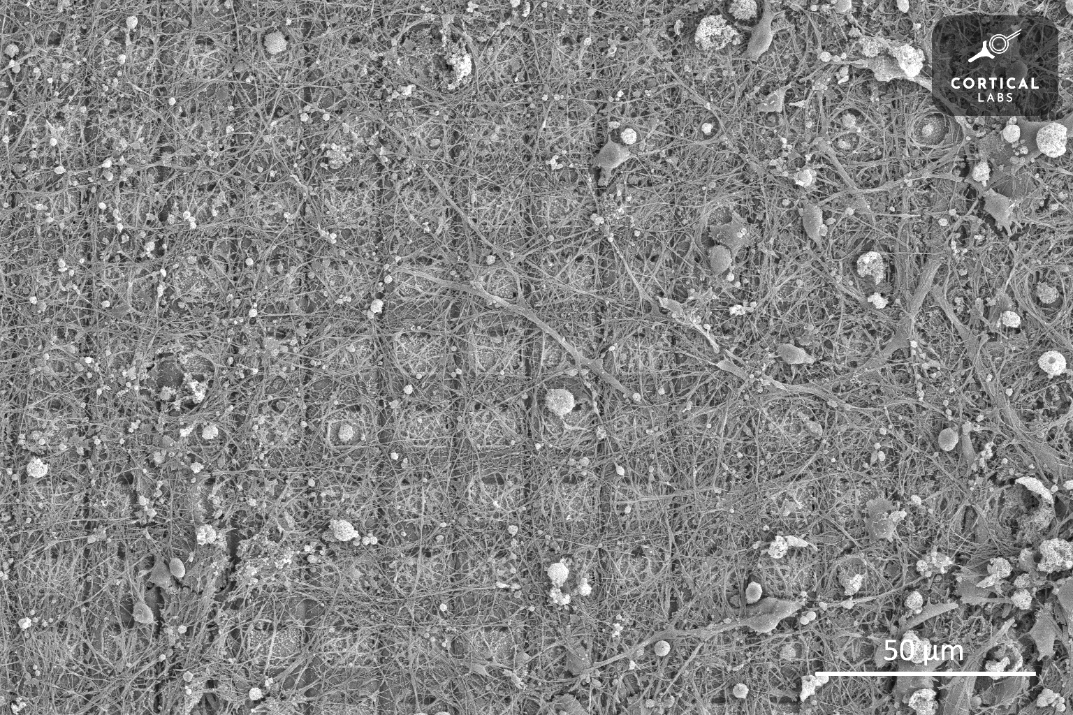 brain cells on a multi-electrode array