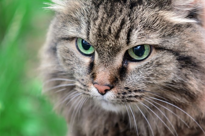 A gray cat with green eyes