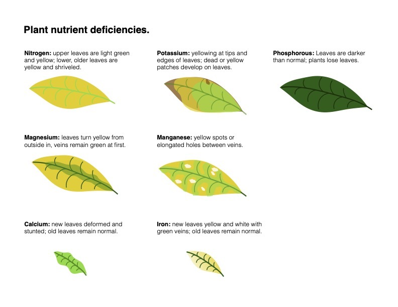 Seven depictions of common plant nutrient deficiencies that can cause yellow leaves on houseplants: nitrogen, potassium, phosphorus, magnesium, manganese, calcium, and iron.