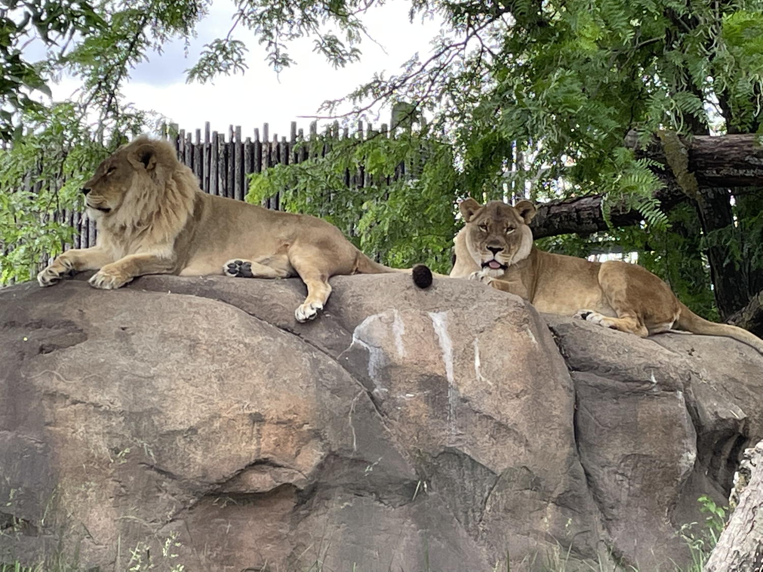 two lionesses sit on a rock. the one of the left has a mane