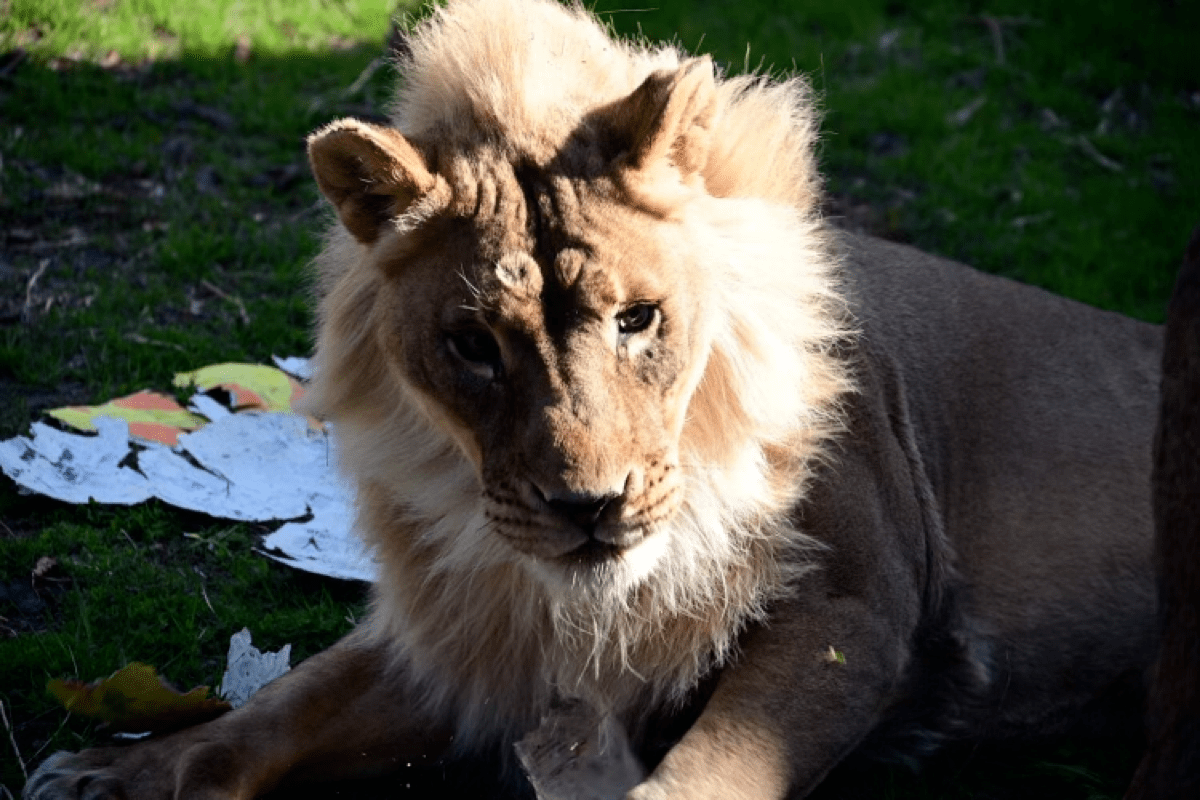 a lioness with a mane