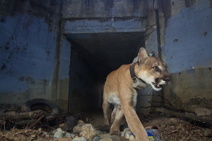 Mountain lions in Los Angeles face the heat of worsening wildfires