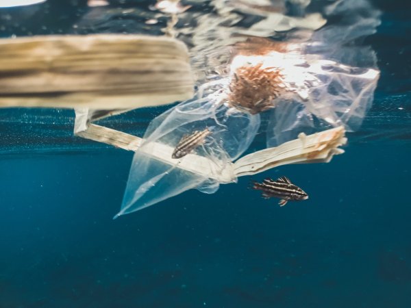 Ocean plastic ‘vacuums’ are sucking up marine life along with trash