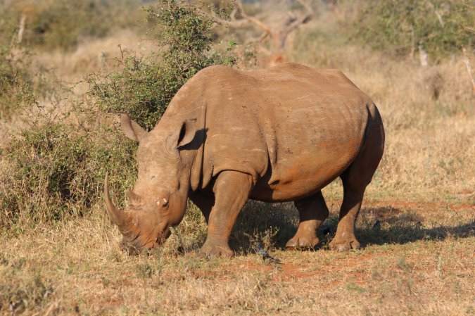 Rhino horns are shrinking, and humans are to blame