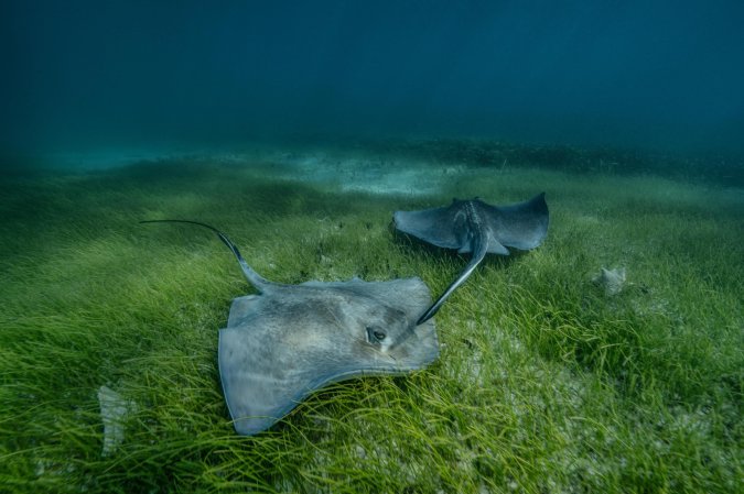 Tiger sharks helped scientists map a vast underwater meadow in the Bahamas