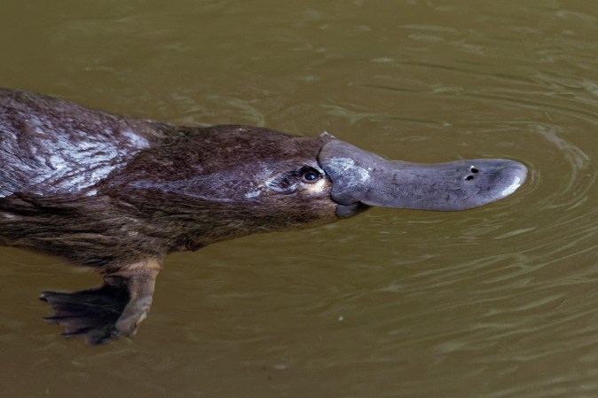 Platypuses face threats from large dams | Popular Science