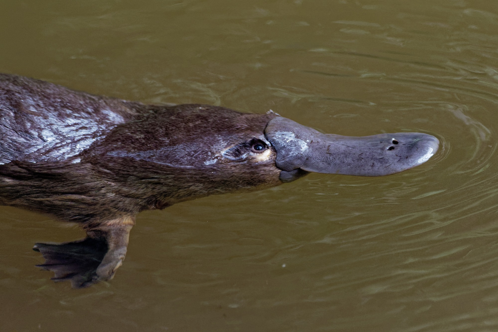 Platypus swimming