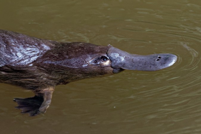 Platypus swimming