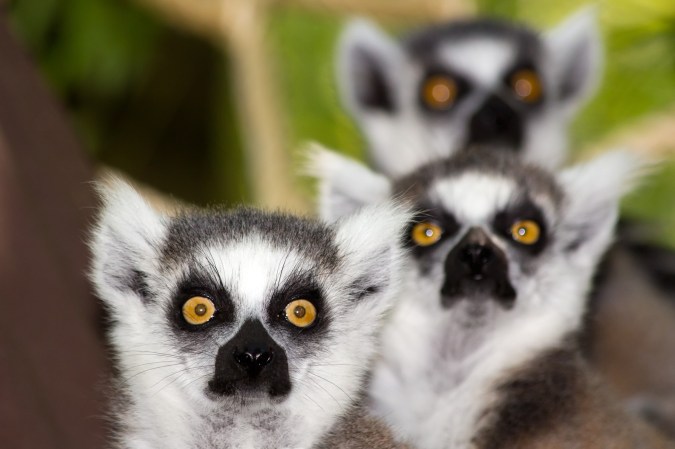 Lemurs