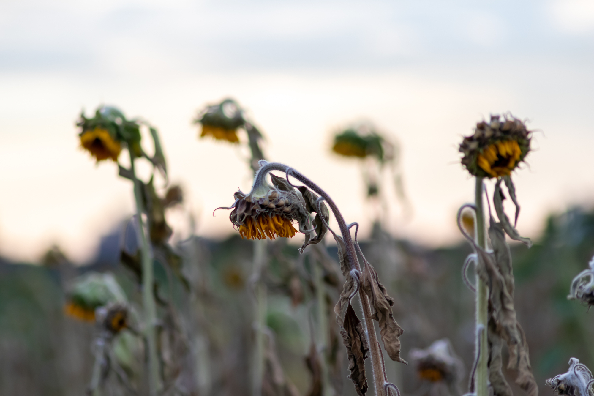 Withered sunflowers