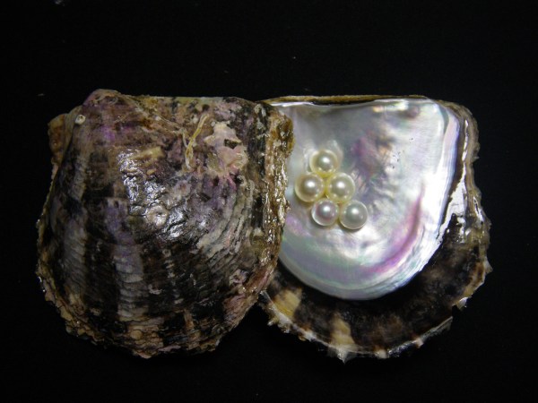 How decoding the genome of pearl oysters could save them