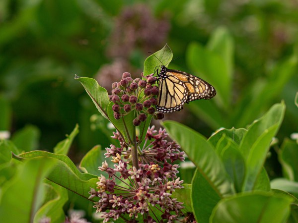 monarch butterfly on milkweed