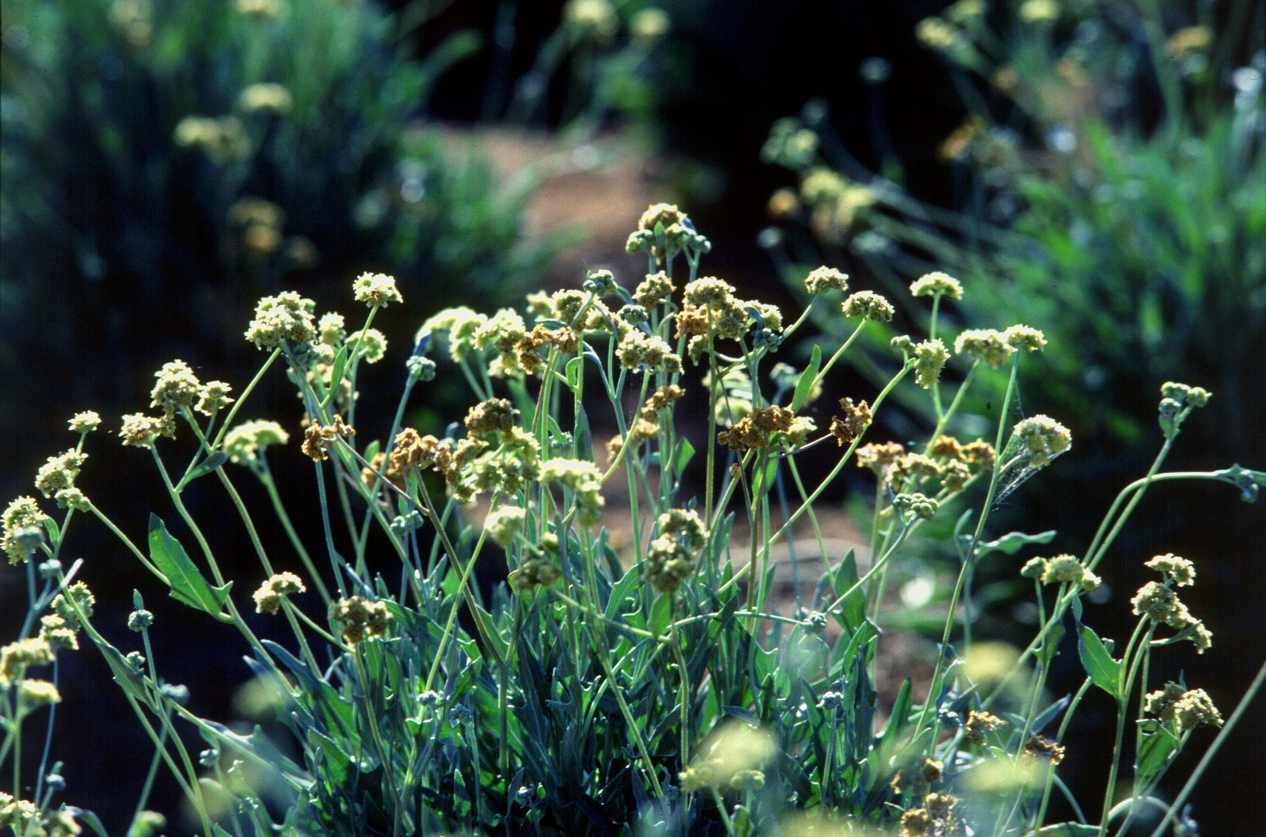 a small green desert shrub with small yellow buds at the tips