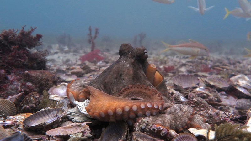 Female octopuses will chuck seashells at males who irk them