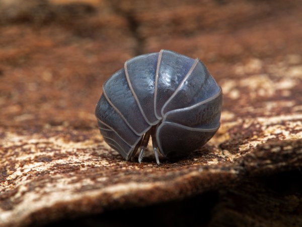 Pillbug curled into ball